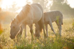 Konikpaarden - foto: Wim Dirckx
