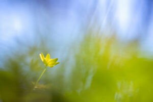 Speenkruid – foto: Sandy Spaenhoven
