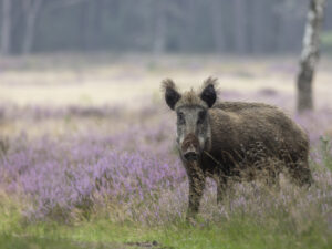 Wild zwijn - foto: Arjen Heeres