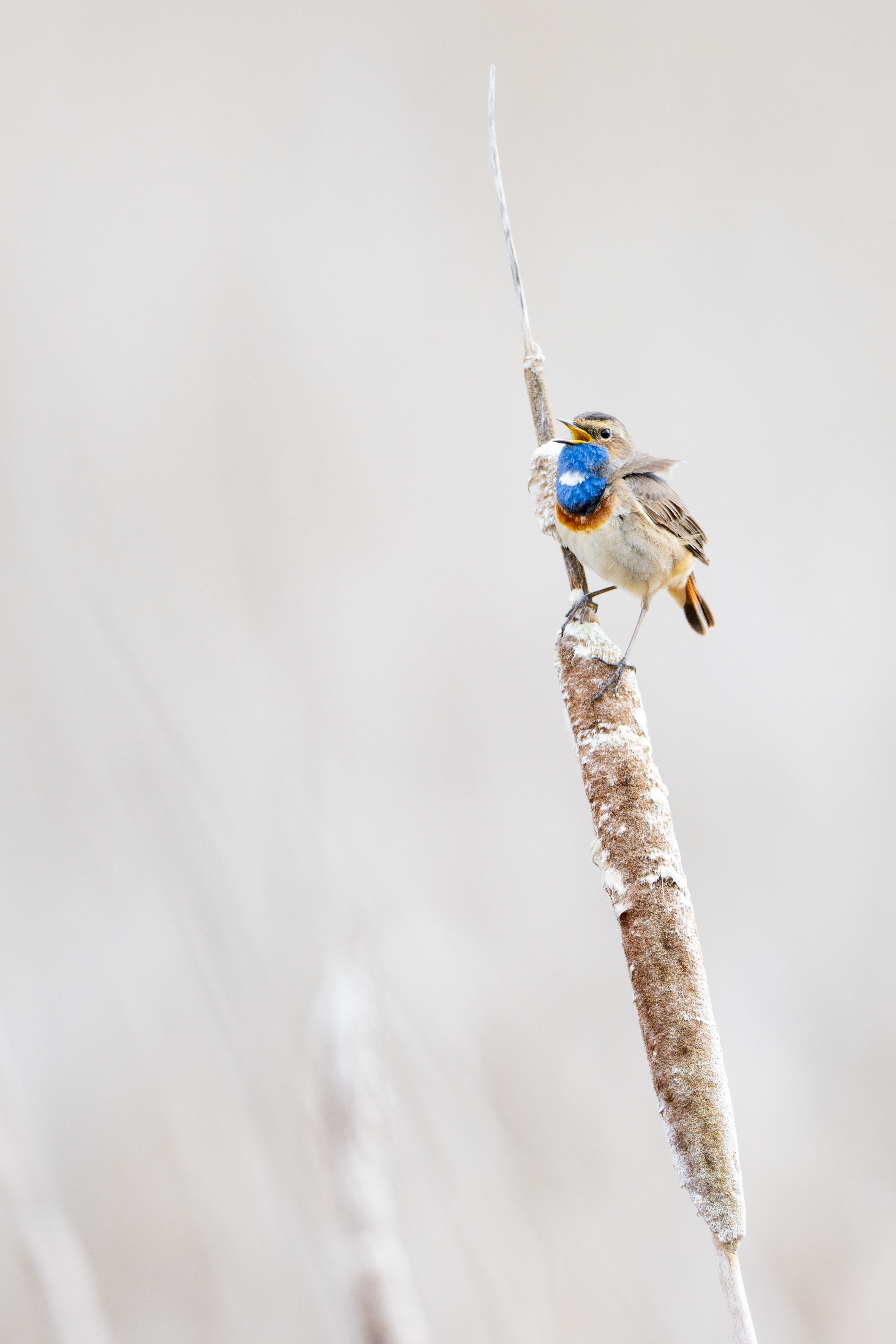 Blauwborst - foto: Wim Dirckx