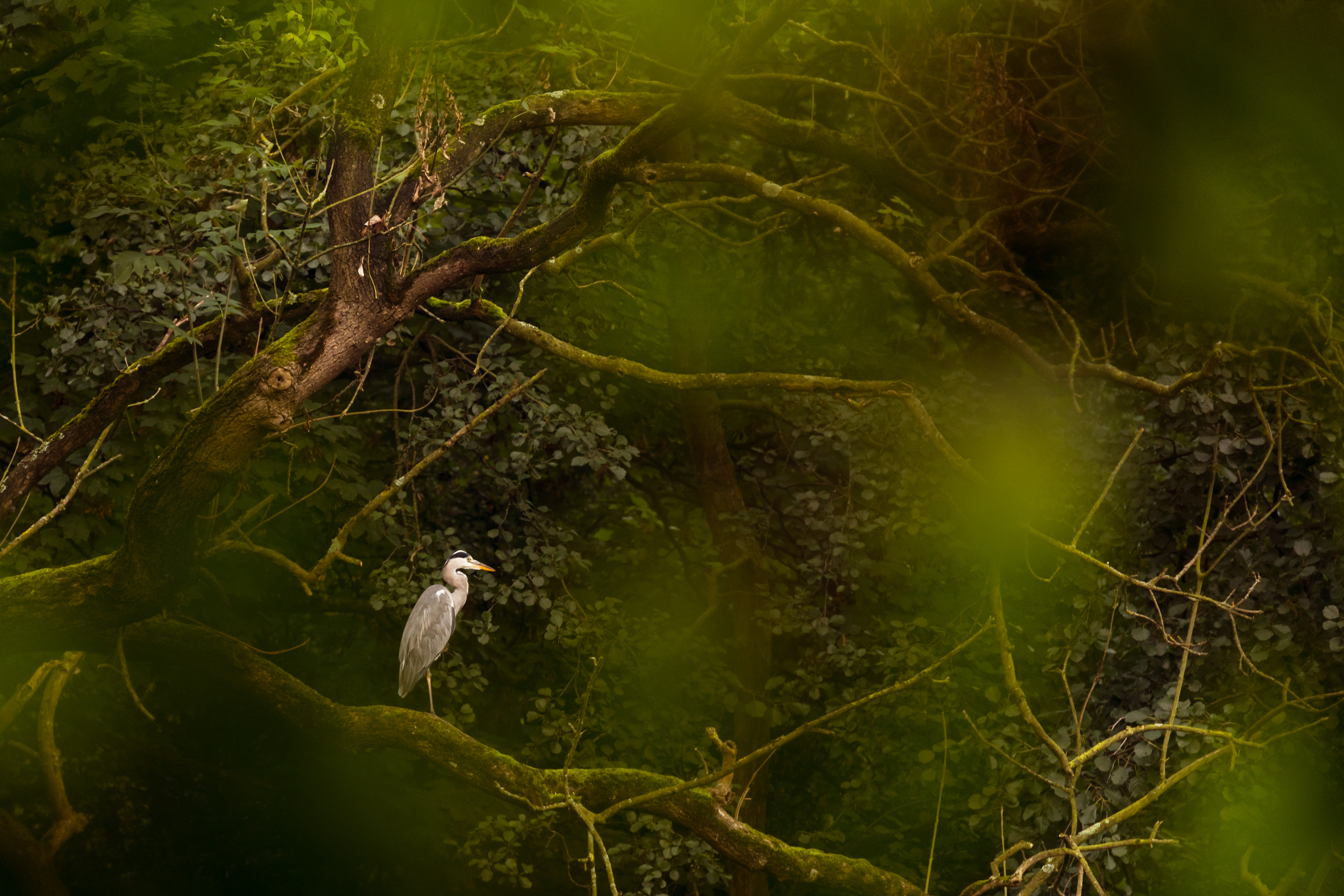 Blauwe reiger - foto: Sandy Spaenhoven