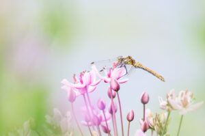 Bloedrode heidelibel - foto: Hans Debruyne