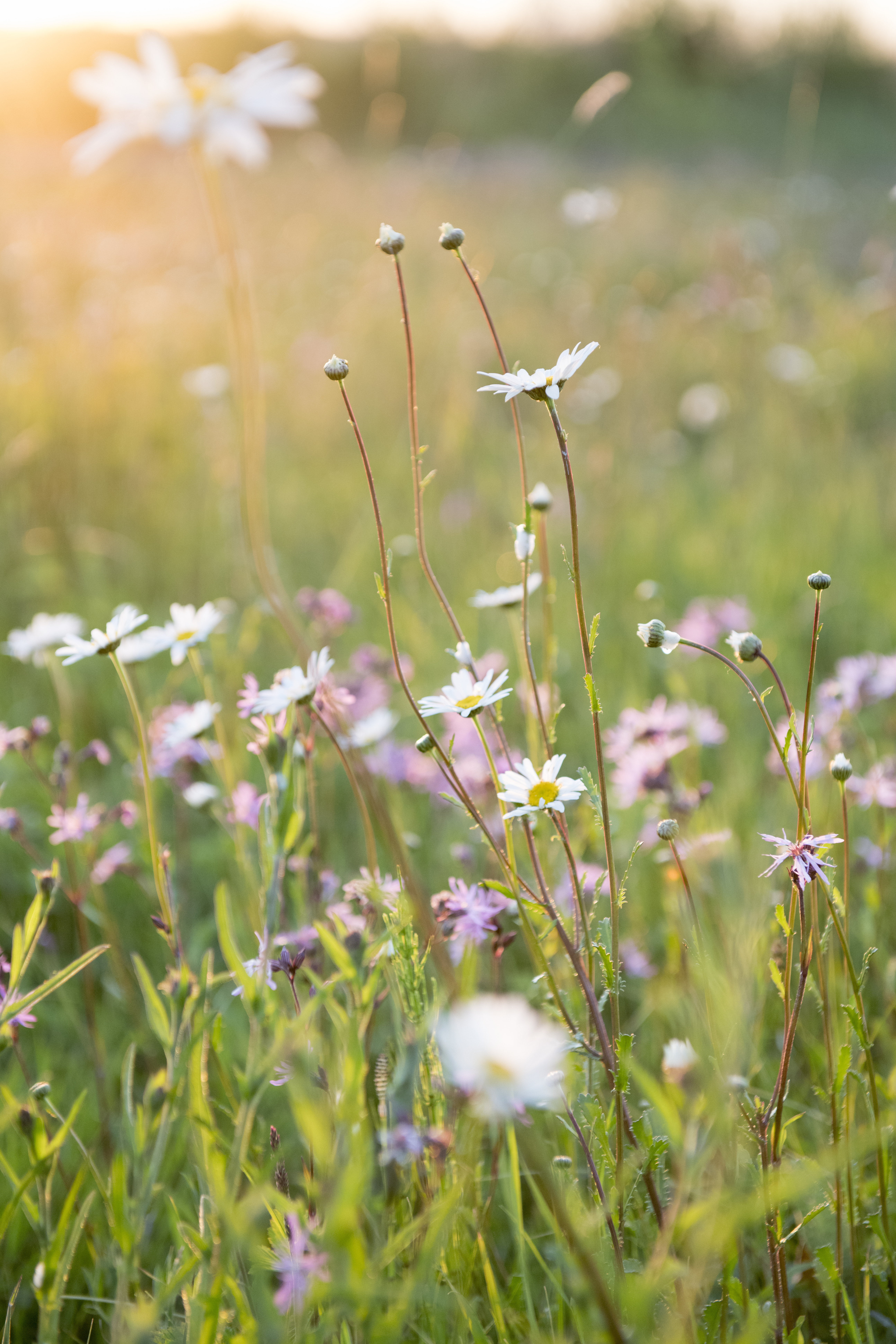 Bloemrijk grasland - foto: Wim Dirckx