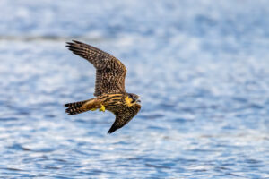 Boomvalk met libel als prooi – foto: Risto Puranen