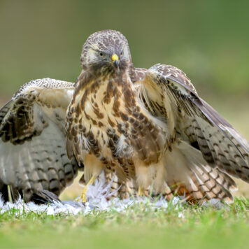 Buizerd – foto: Hugo Willocx