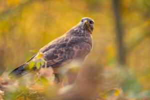 Buizerd – foto: Tom Linster