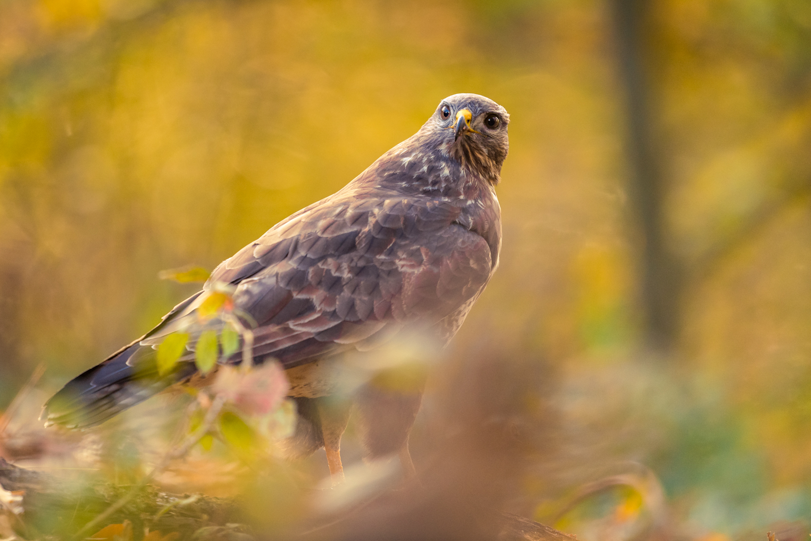 Buizerd – foto: Tom Linster