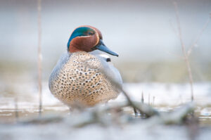 Wintertaling - foto: Wim Dirckx