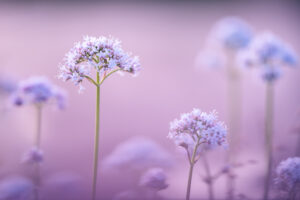 Echte valeriaan - foto: Hans Debruyne