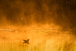 Gouden ochtend - foto: Sandy Spaenhoven