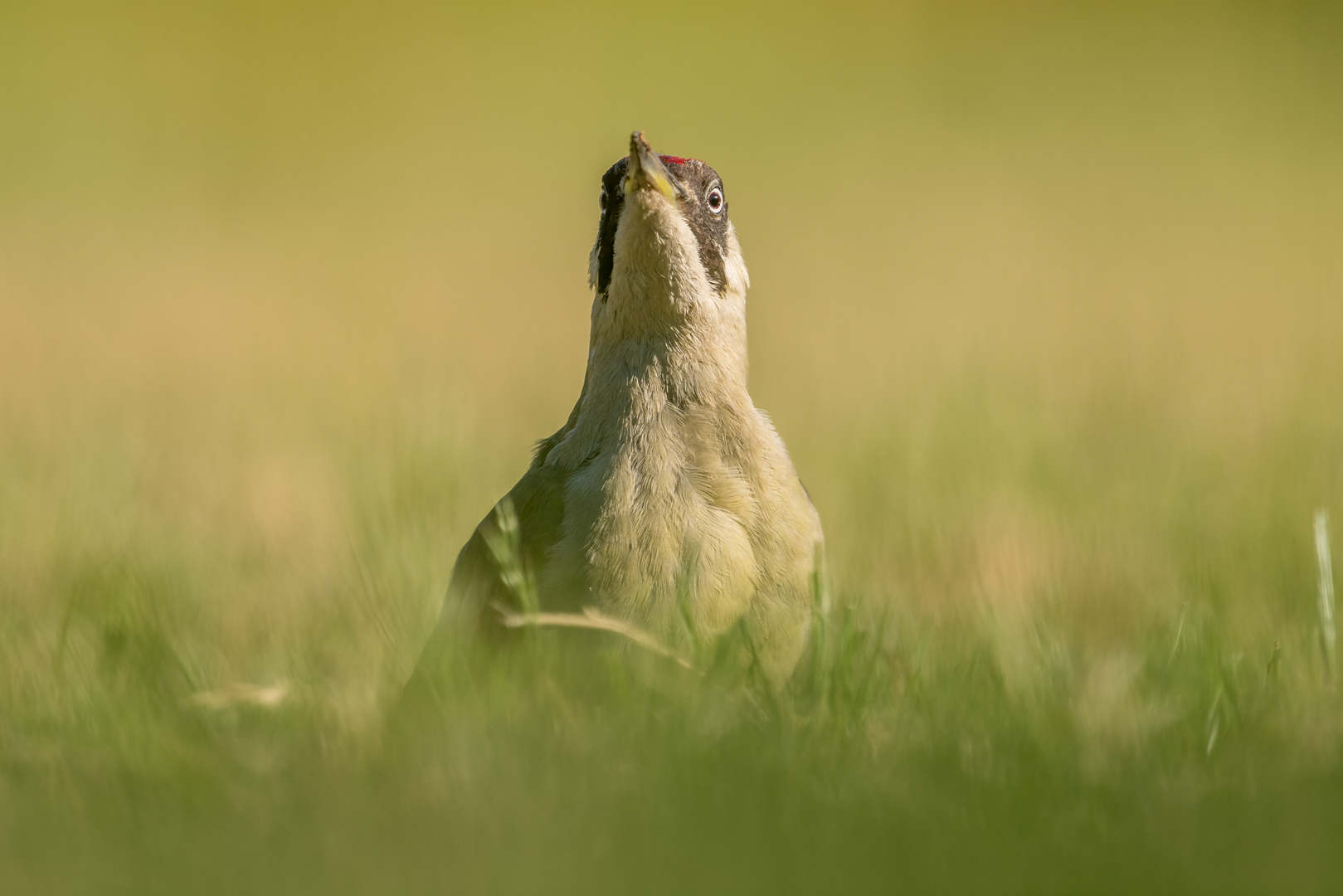 Groene specht – foto: Tom Linster