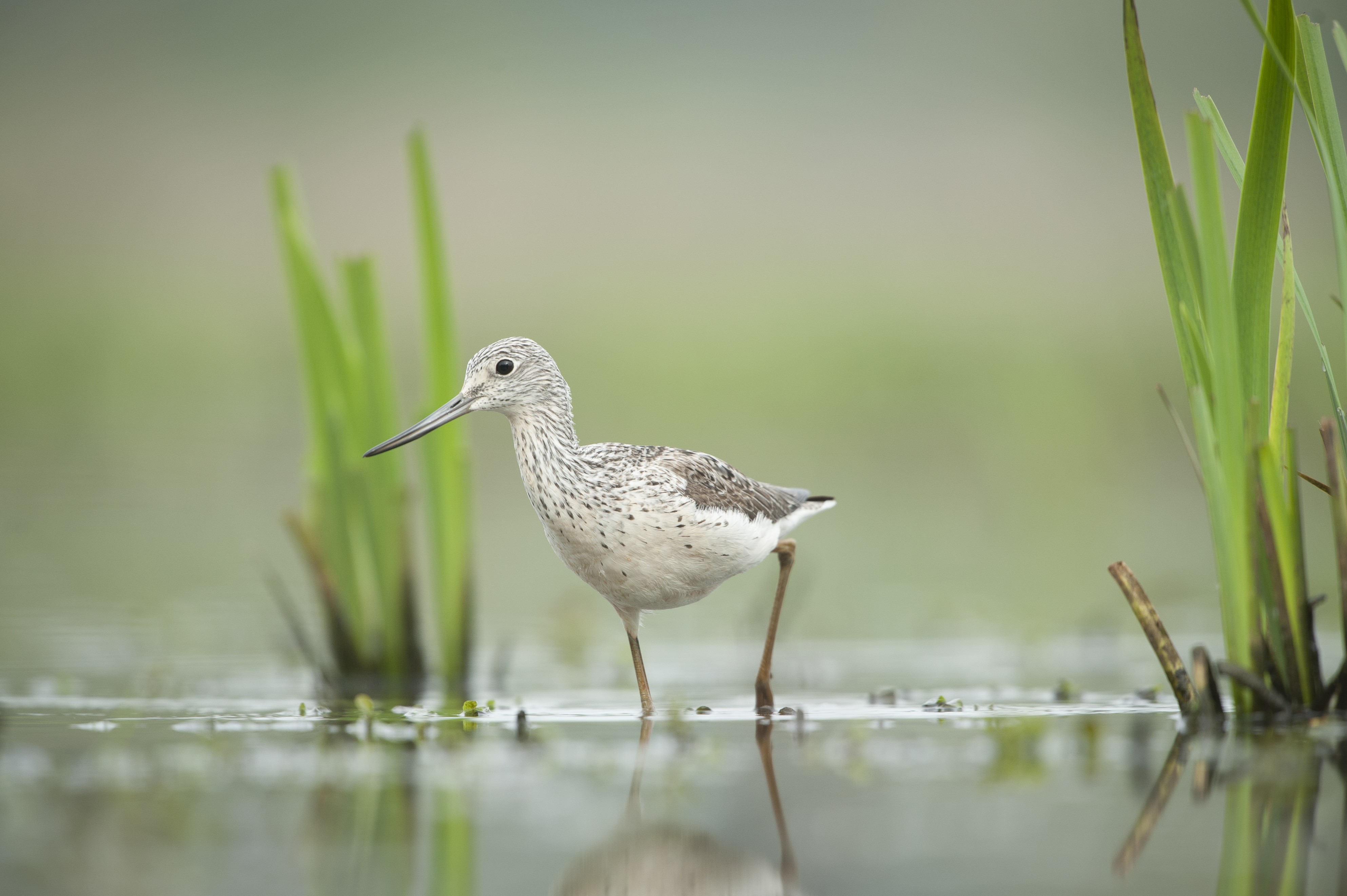 Groenpootruiter - foto: Wim Dirckx