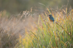 IJsvogel - foto: Wim Dirckx