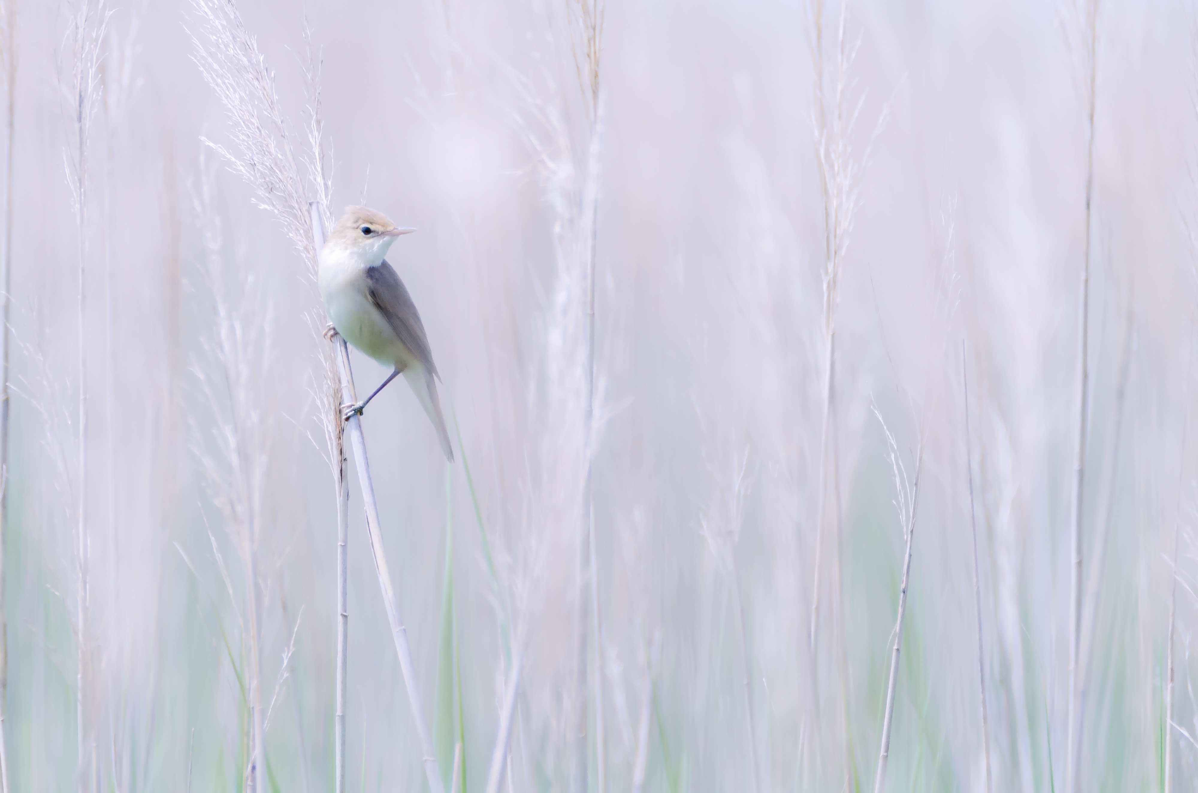 Kleine karekiet - foto: Hans Debruyne