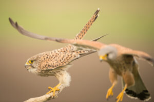 Koppel torenvalk – foto: Wim Dirckx