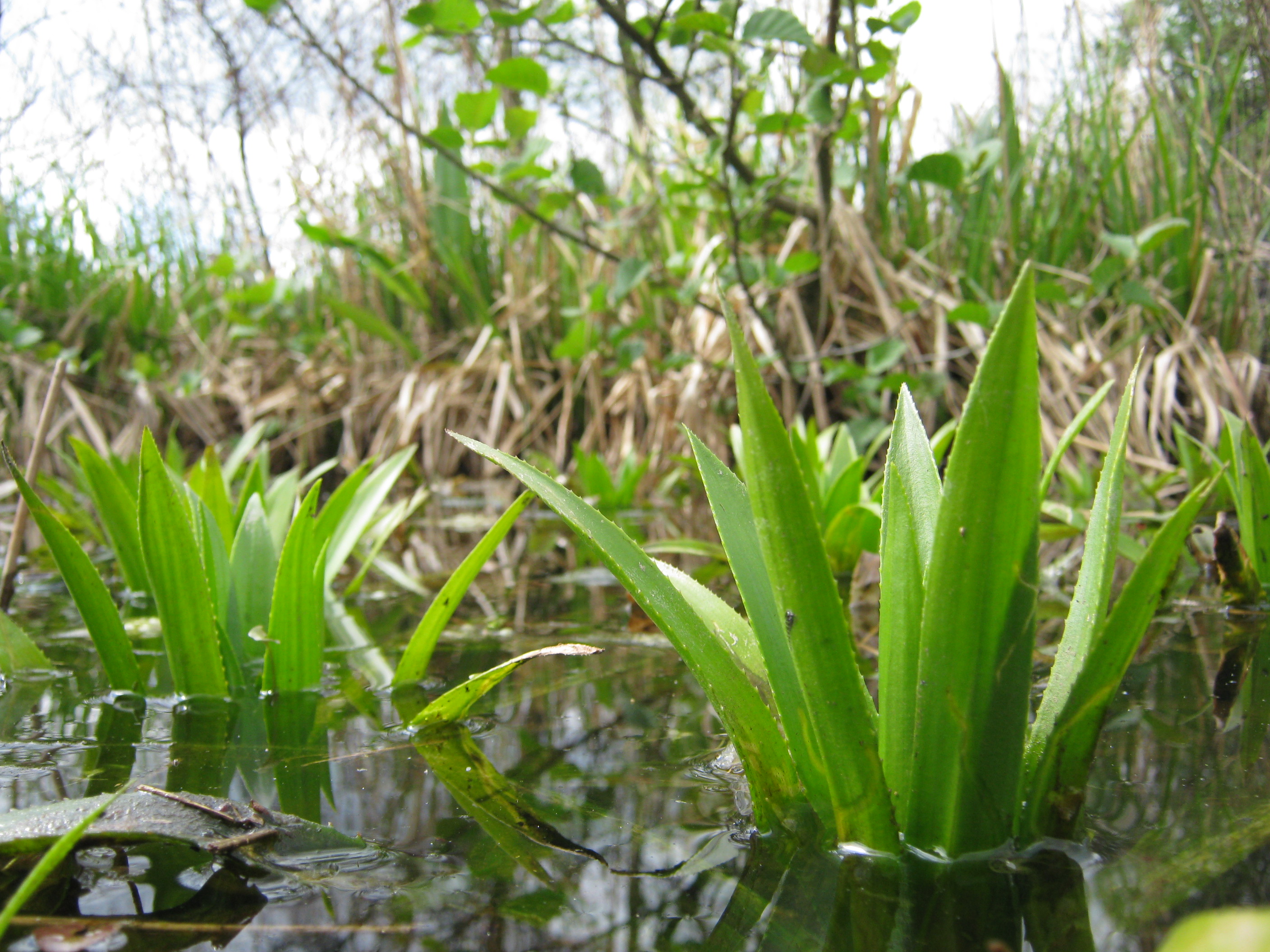 Krabbenscheer - foto: Jos Hoekerswever