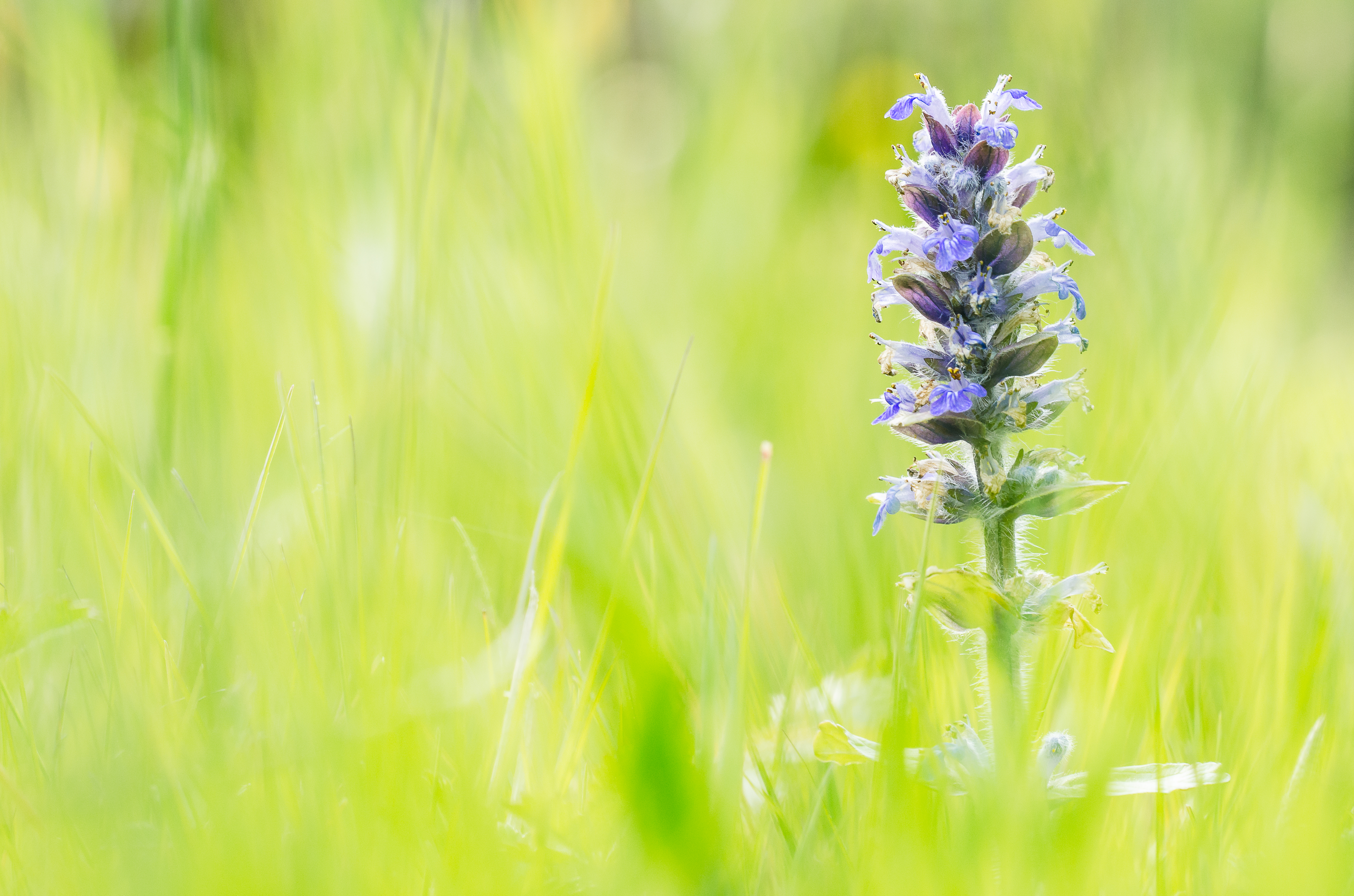Kruipend zenegroen - foto: Hans Debruyne