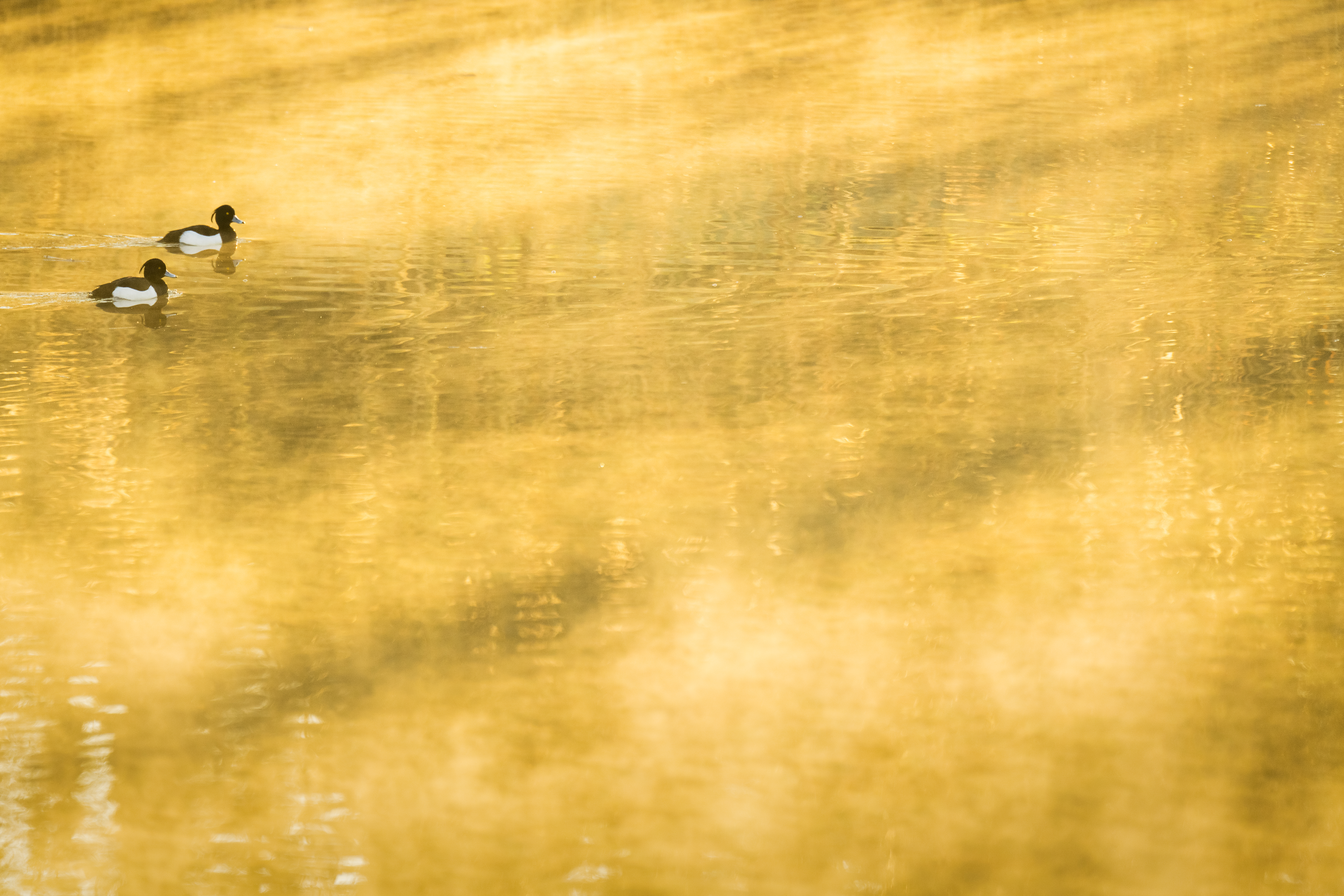 Kuifeenden - foto: Sandy Spaenhoven