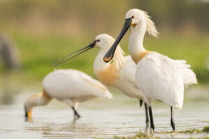 Lepelaars - foto: Wim Dirckx