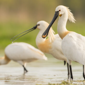 Lepelaars - foto: Wim Dirckx