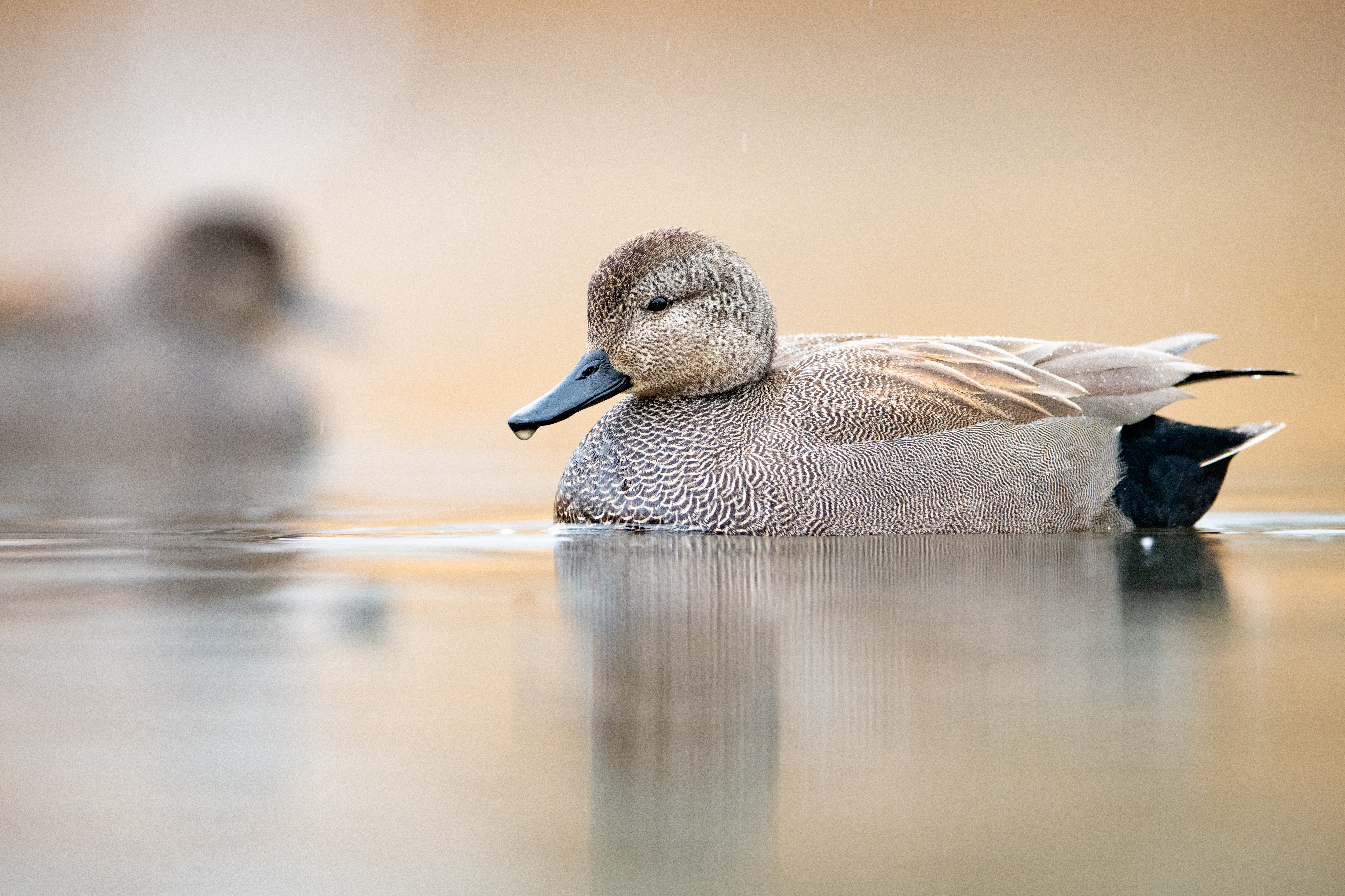 Mannetje krakeend - foto: Wim Dirckx
