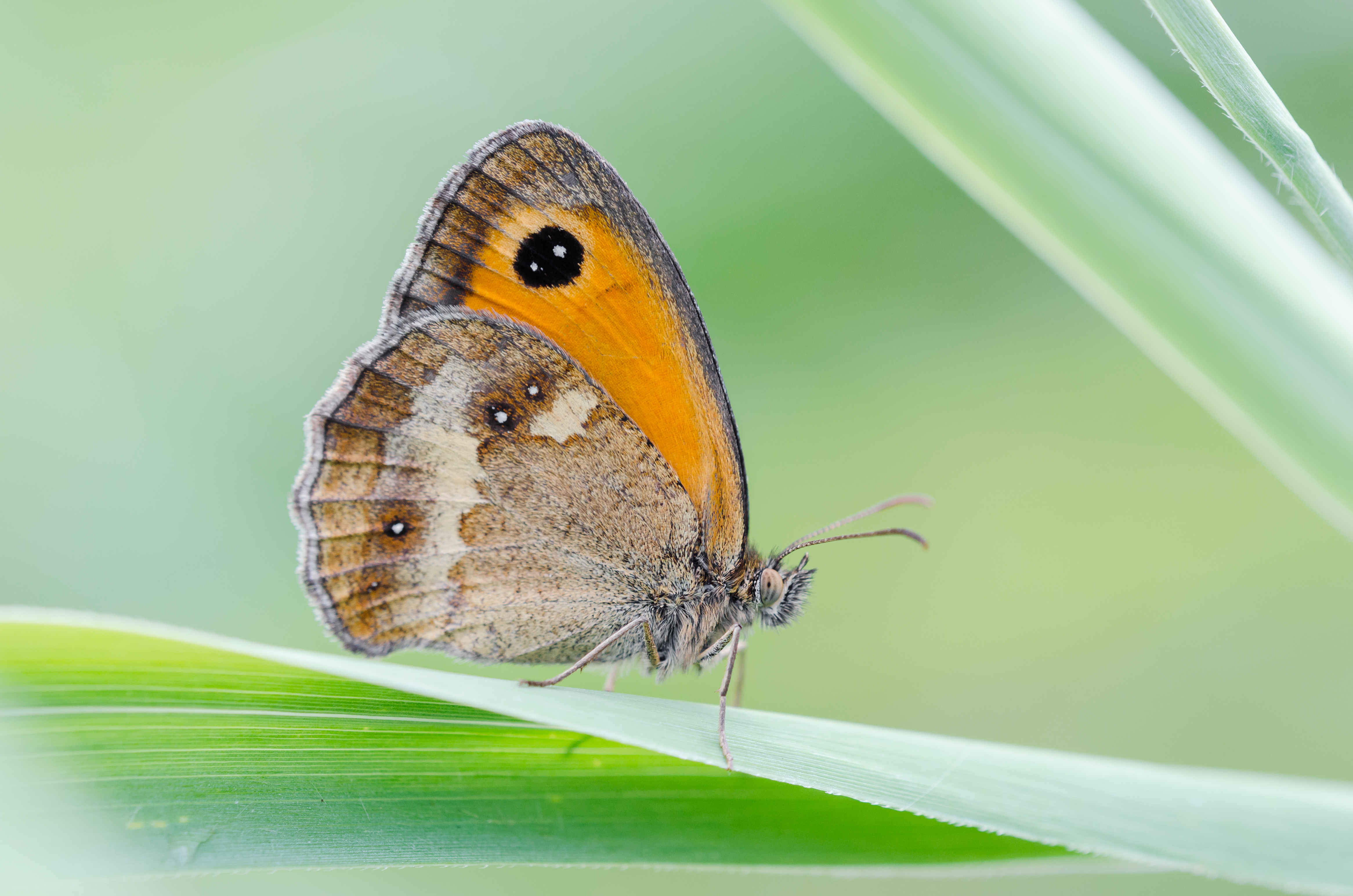 Oranje zandoogje - foto: Hans Debruyne