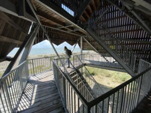 Vogels gluren op Marker Wadden - foto: Patrick Stam