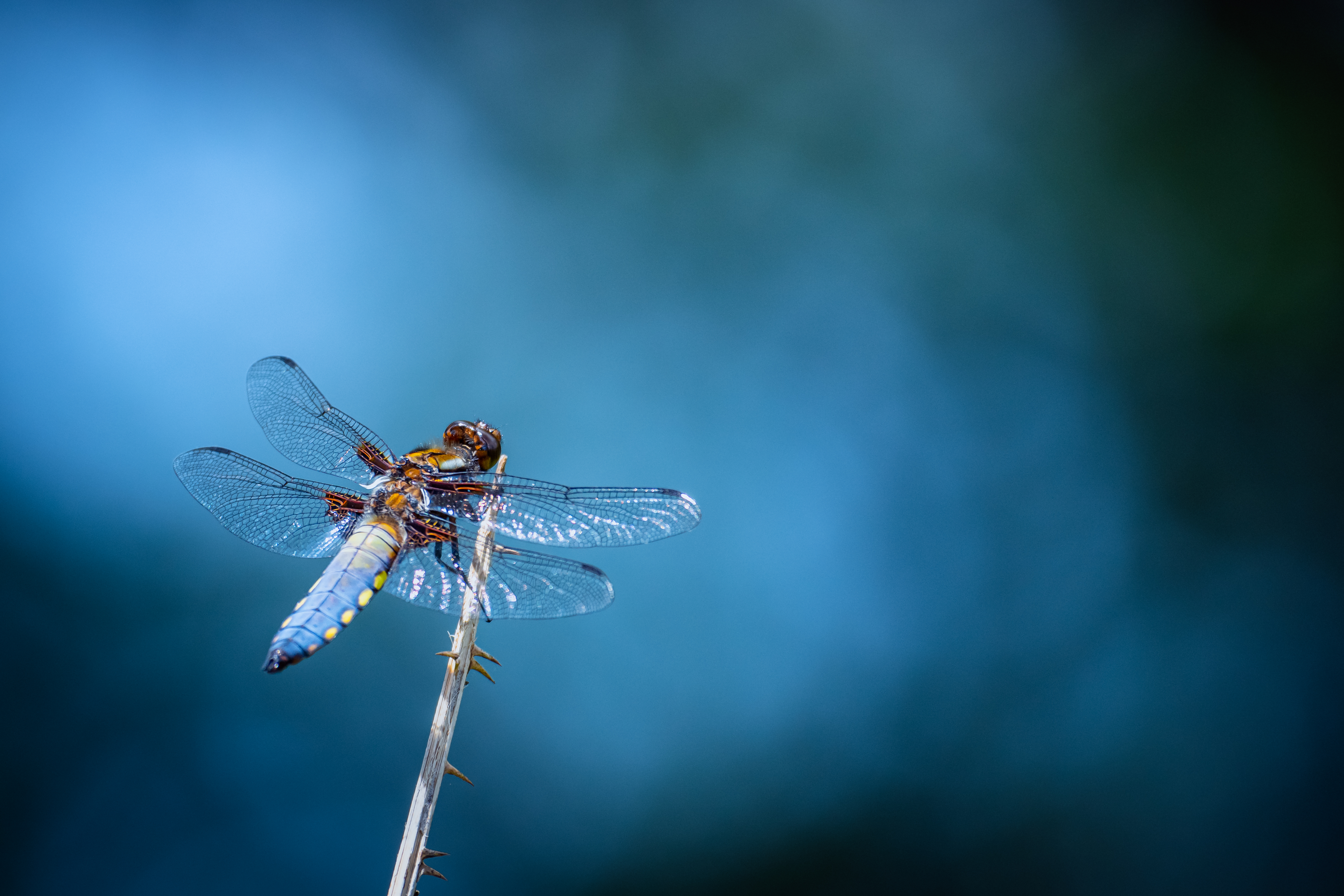Platbuik - foto: Hans Debruyne
