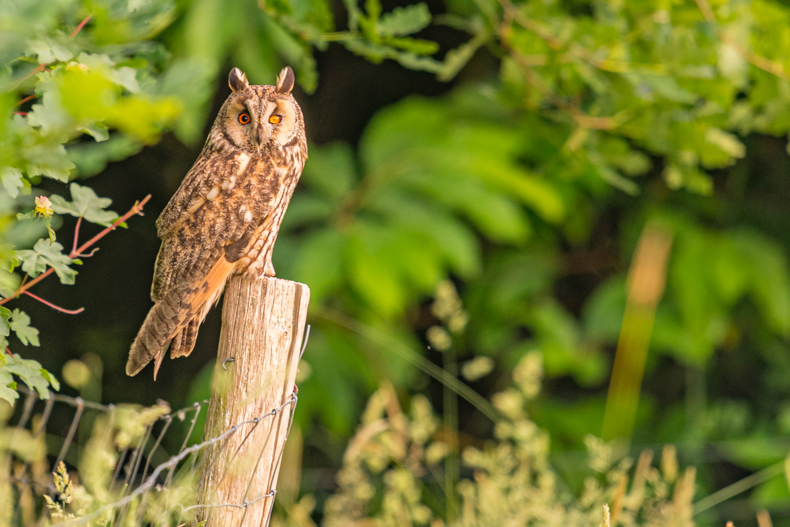 Ransuil – foto: Tom Linster