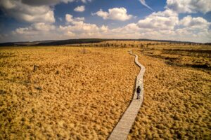 Plankenpad in de Hoge Venen - foto: Shutterstock