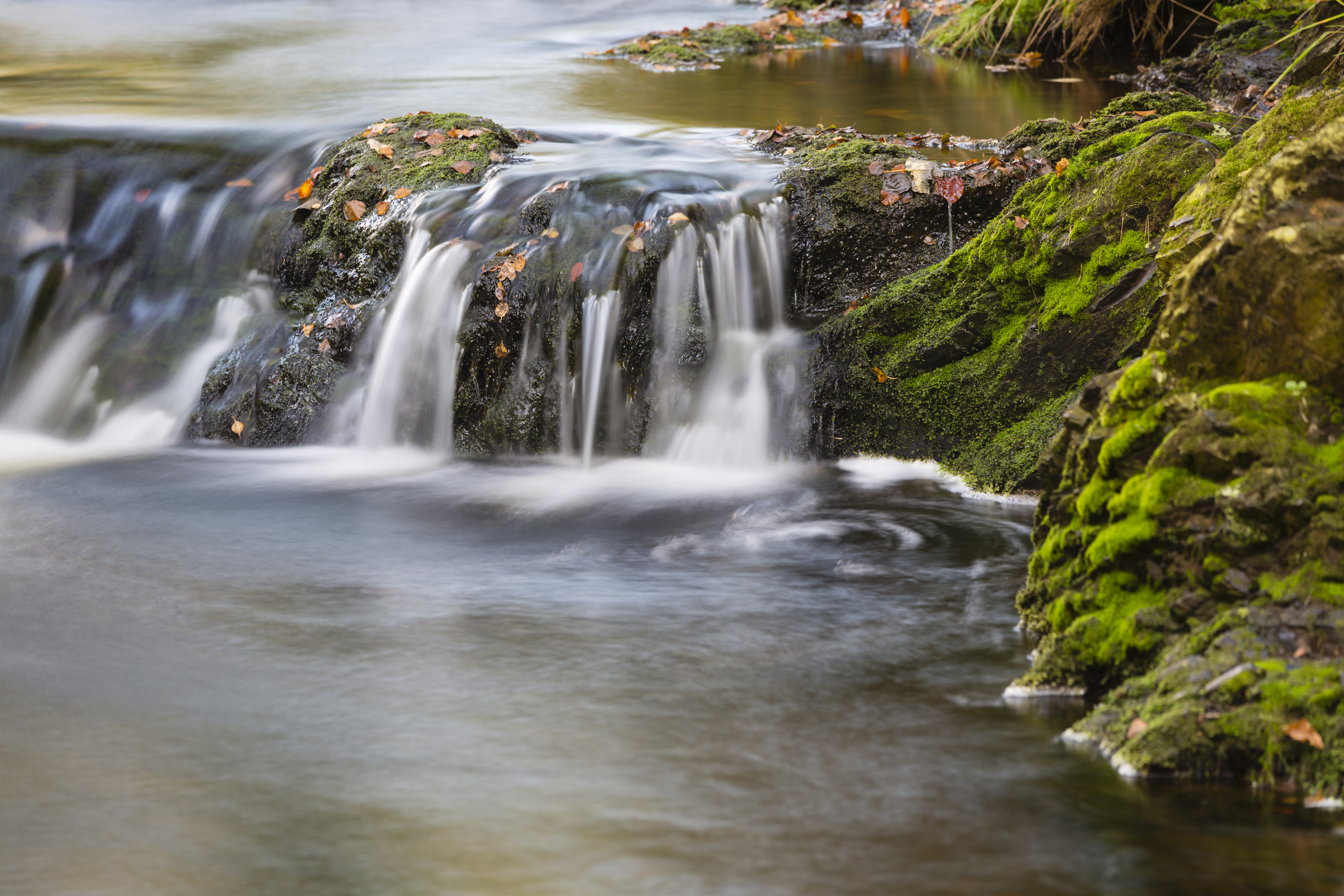 Beekje - foto: Shutterstock