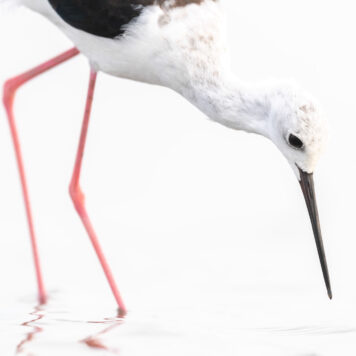 Steltkluut – foto: Tom Linster