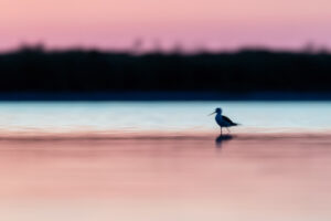 Steltkluut – foto: Tom Linster