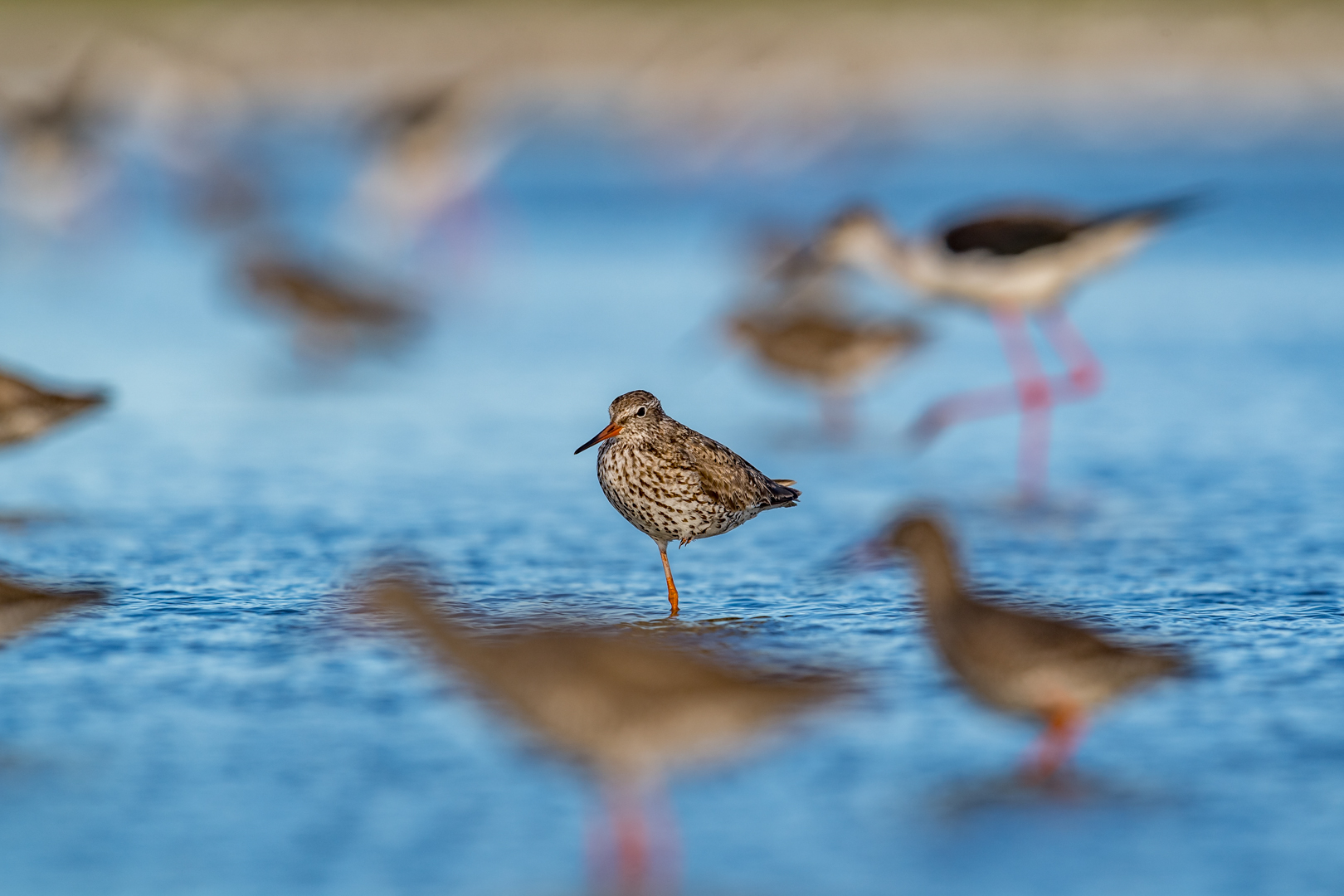 Tureluur – foto: Tom Linster