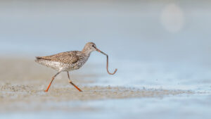 Tureluur – foto: Tom Linster