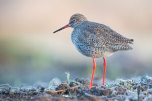 Tureluur - foto: Wim Dirckx