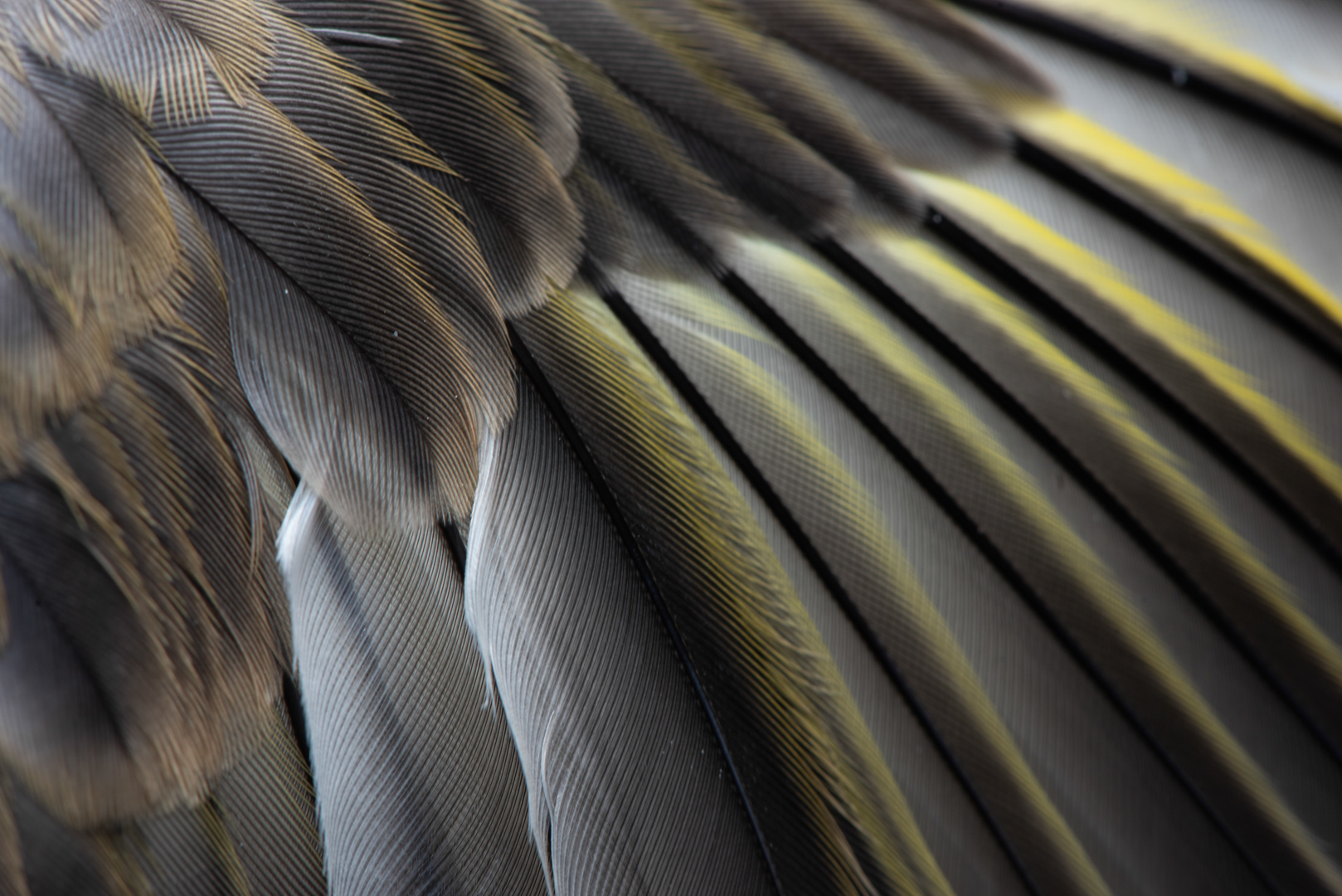 Verenkleed groenling – foto: Tom Linster