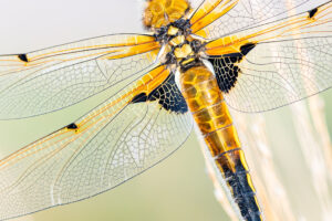 Viervlek - foto: Sandy Spaenhoven