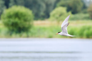 Visdief - foto: Hans Debruyne