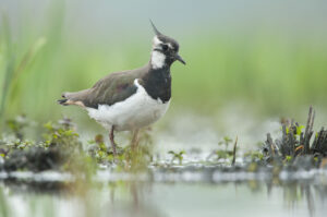 Kievit - foto: Wim Dirckx