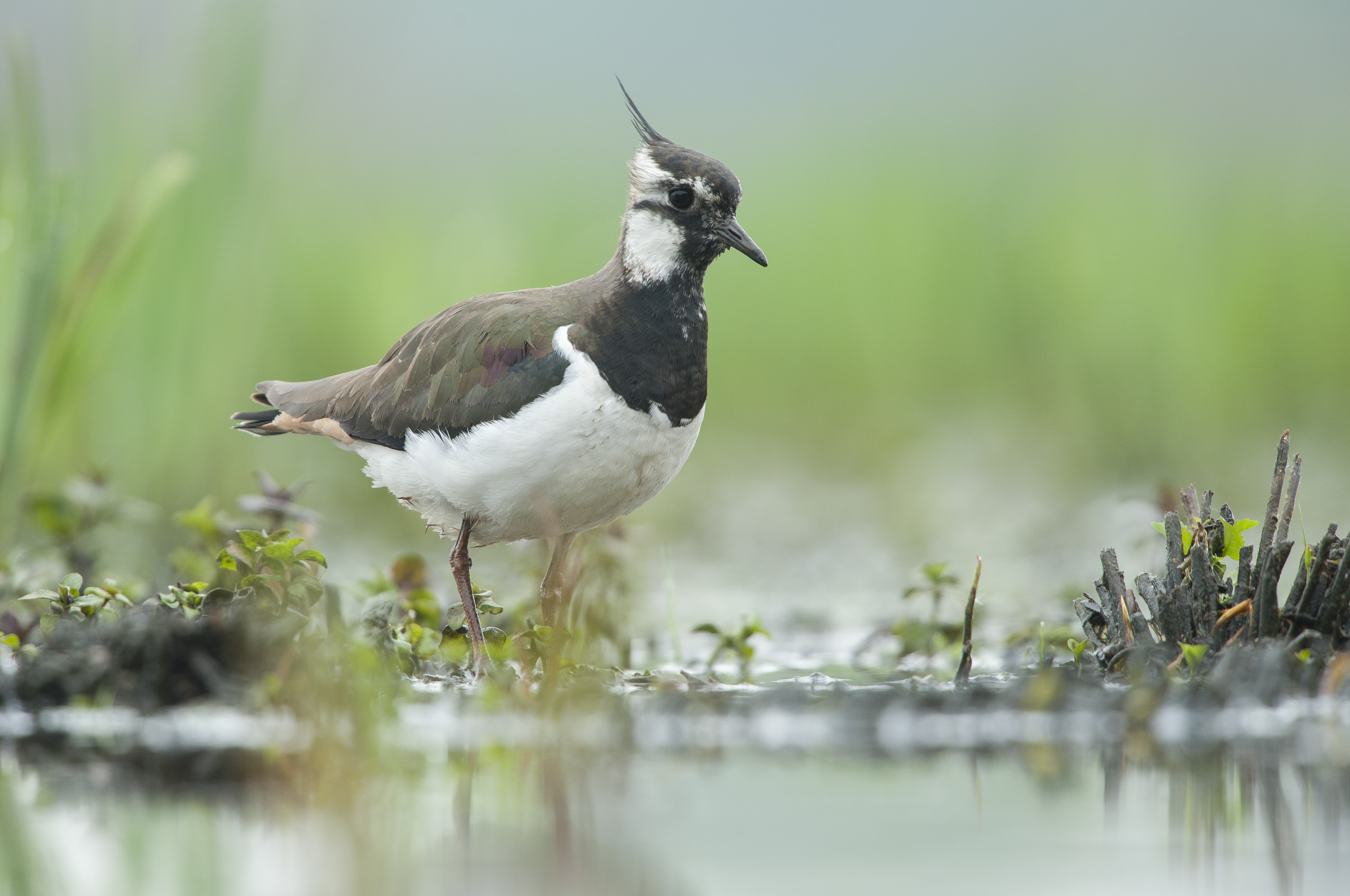 Kievit - foto: Wim Dirckx