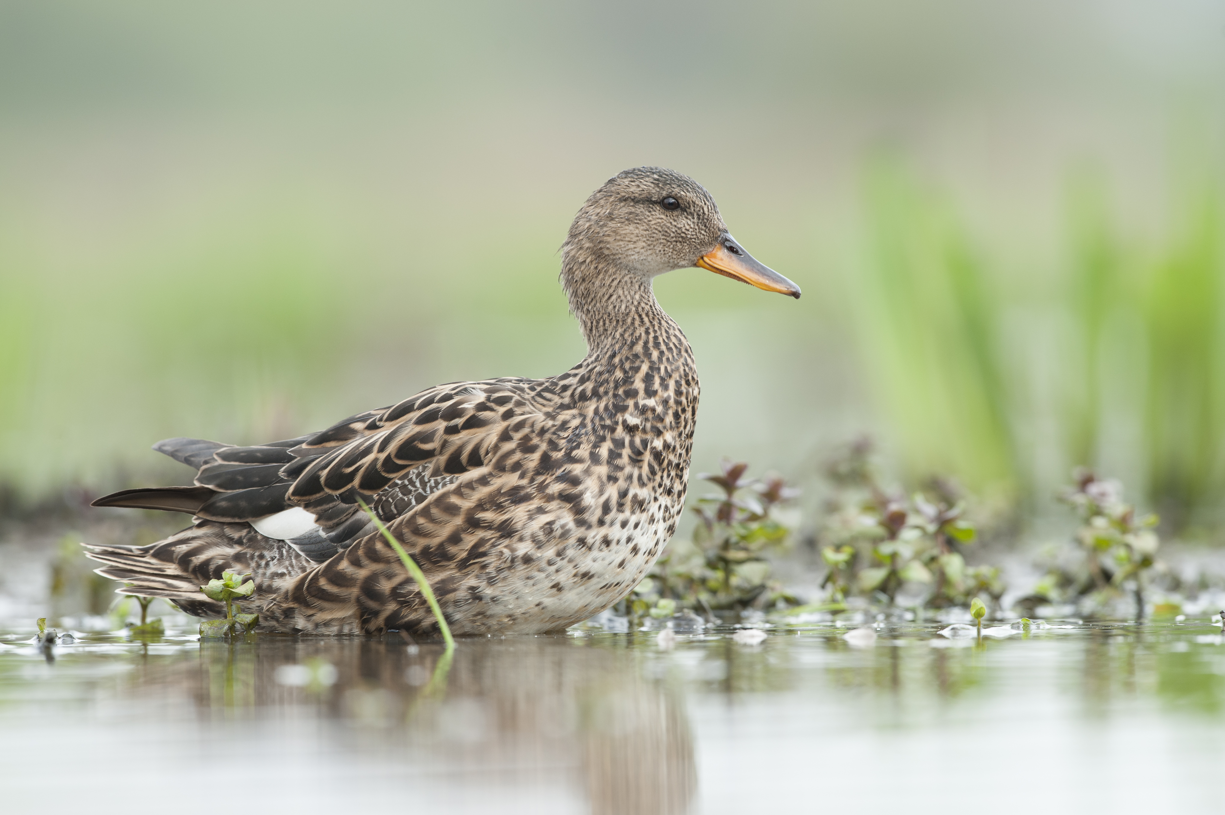 Krakeend - foto: Wim Dirckx