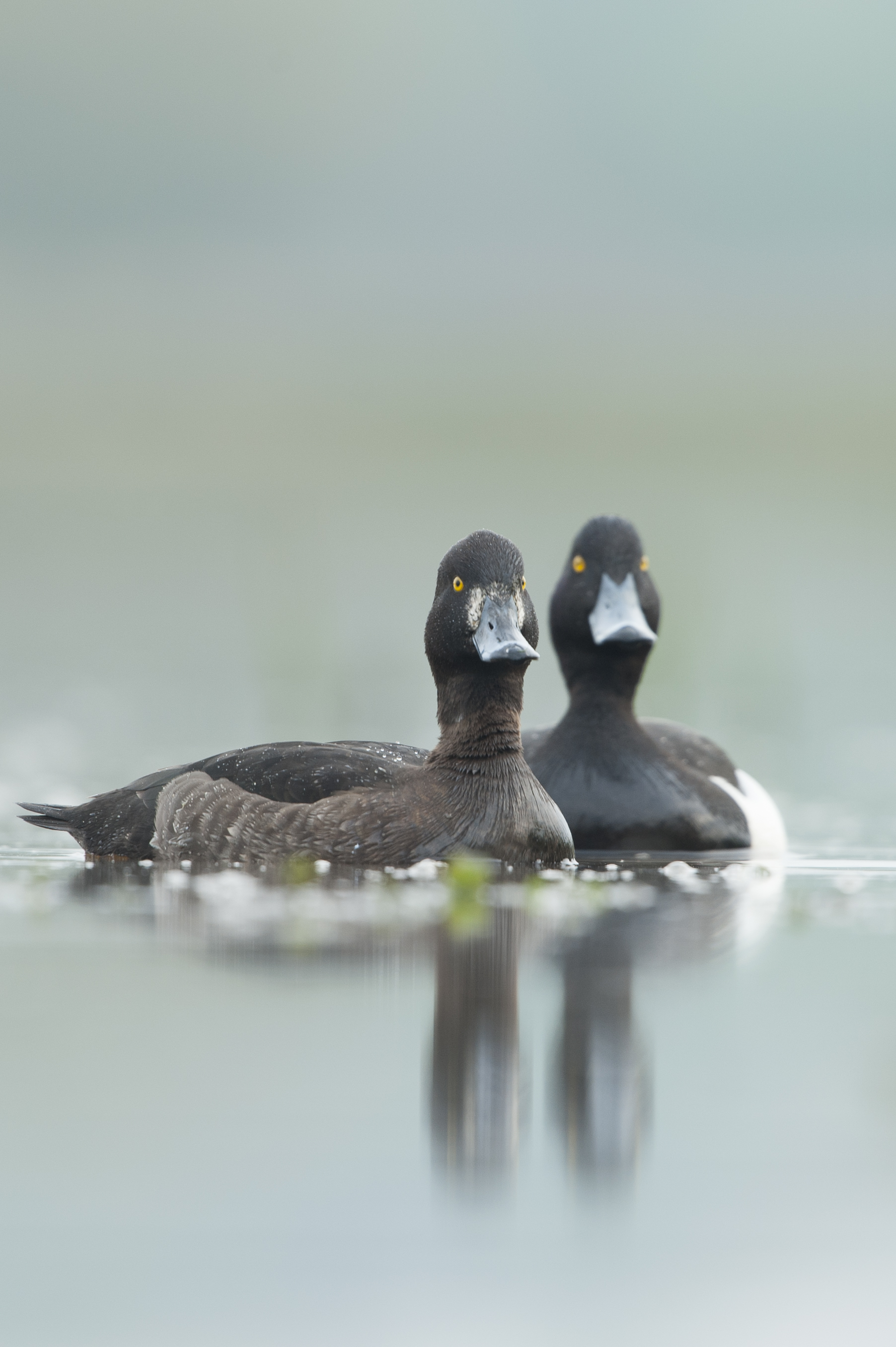 Koppel kuifeend - foto: Wim Dirckx
