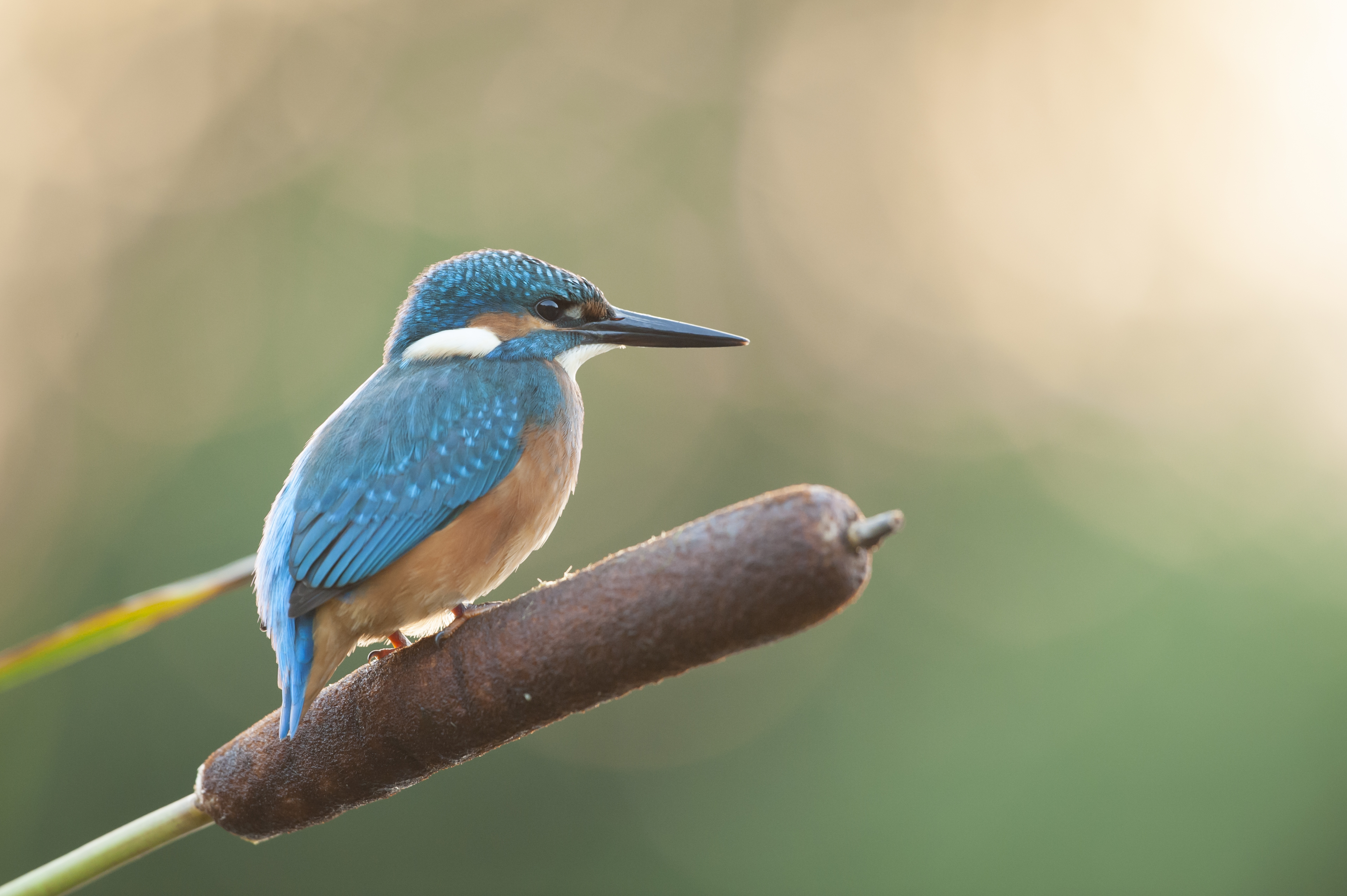 IJsvogel - foto: Wim Dirckx