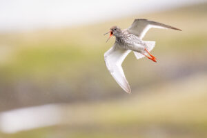 Tureluur - foto: Wim Dirckx