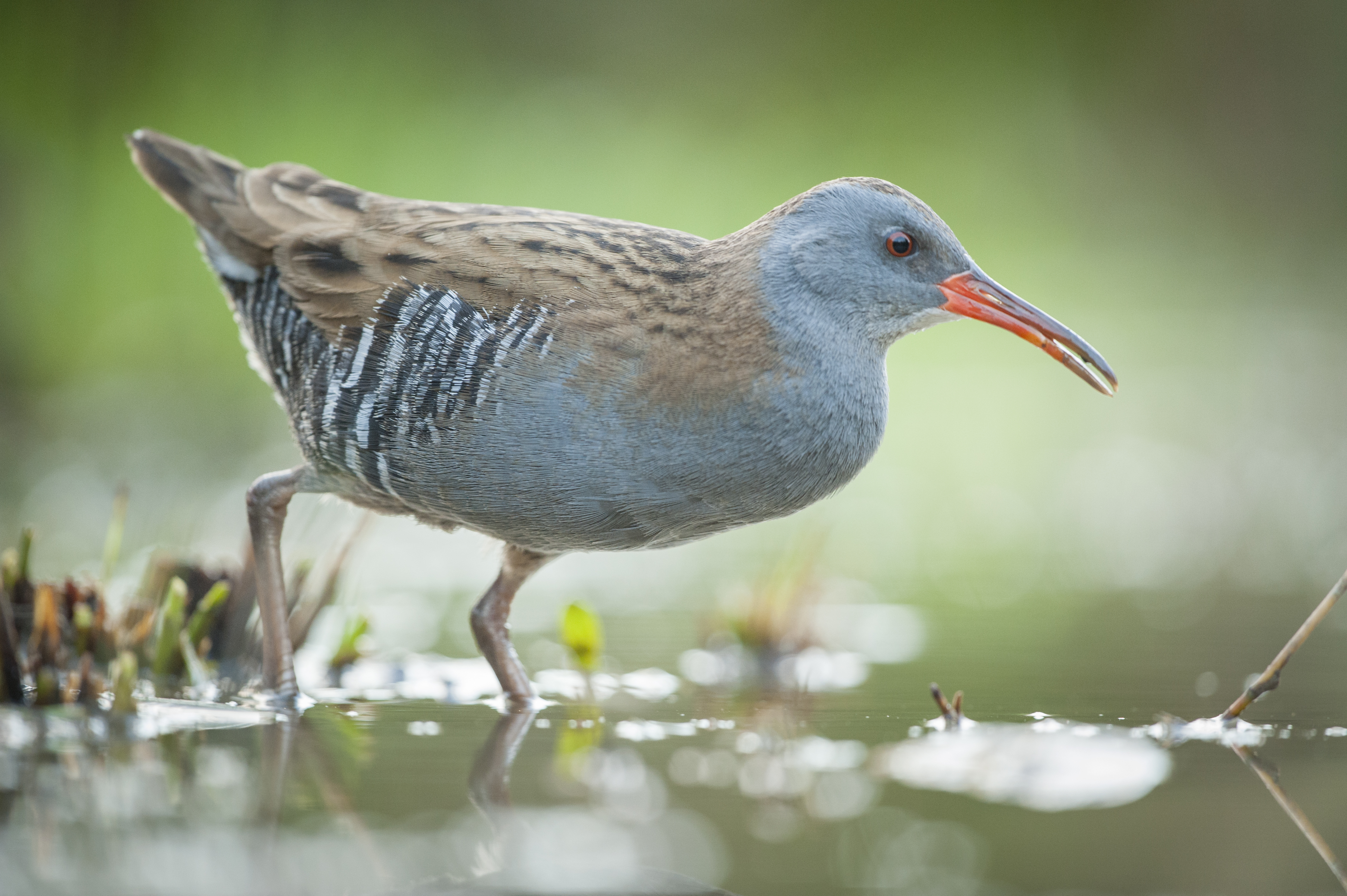 Waterral - foto: Wim Dirckx