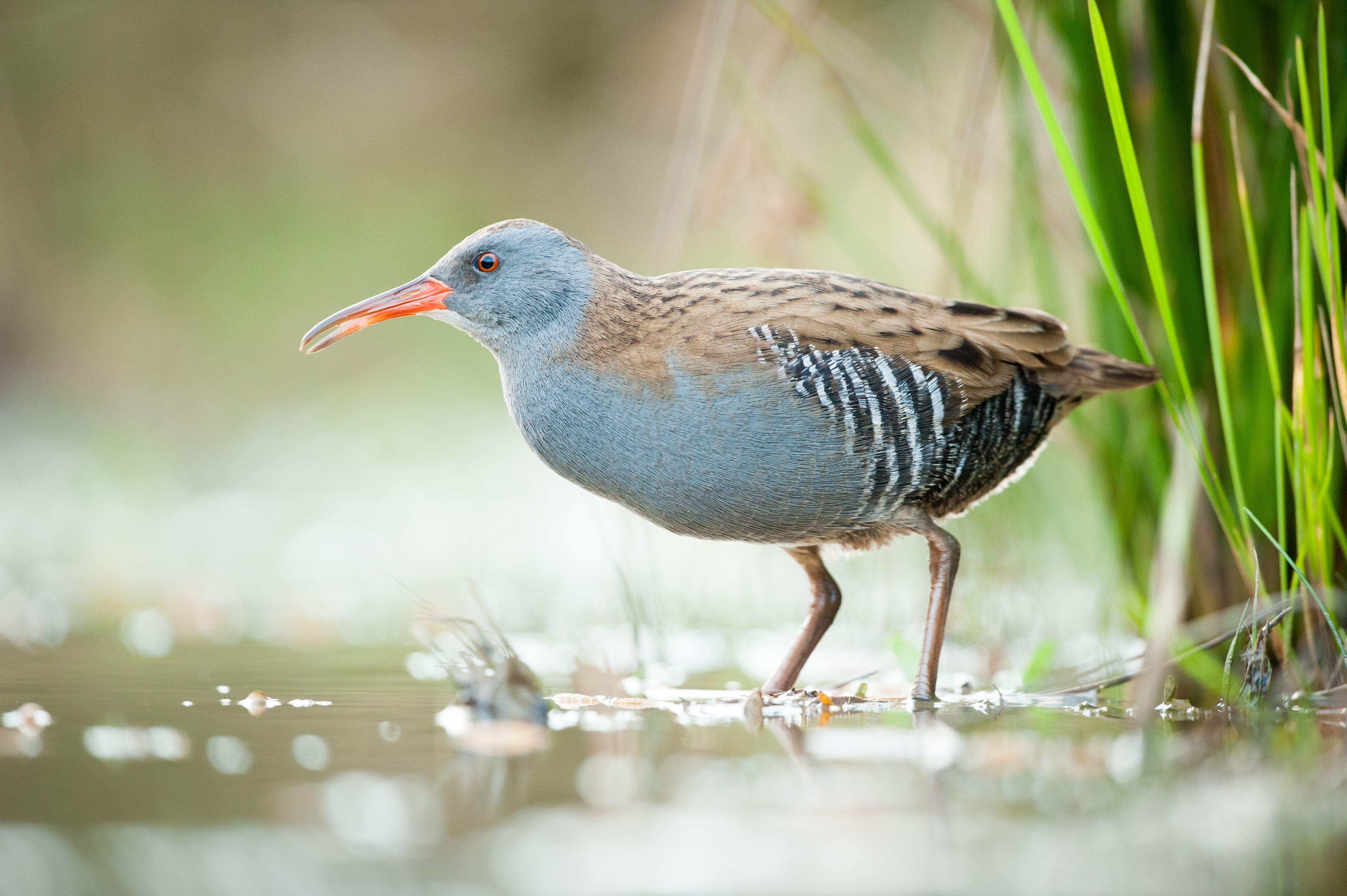 Waterral - foto: Wim Dirckx