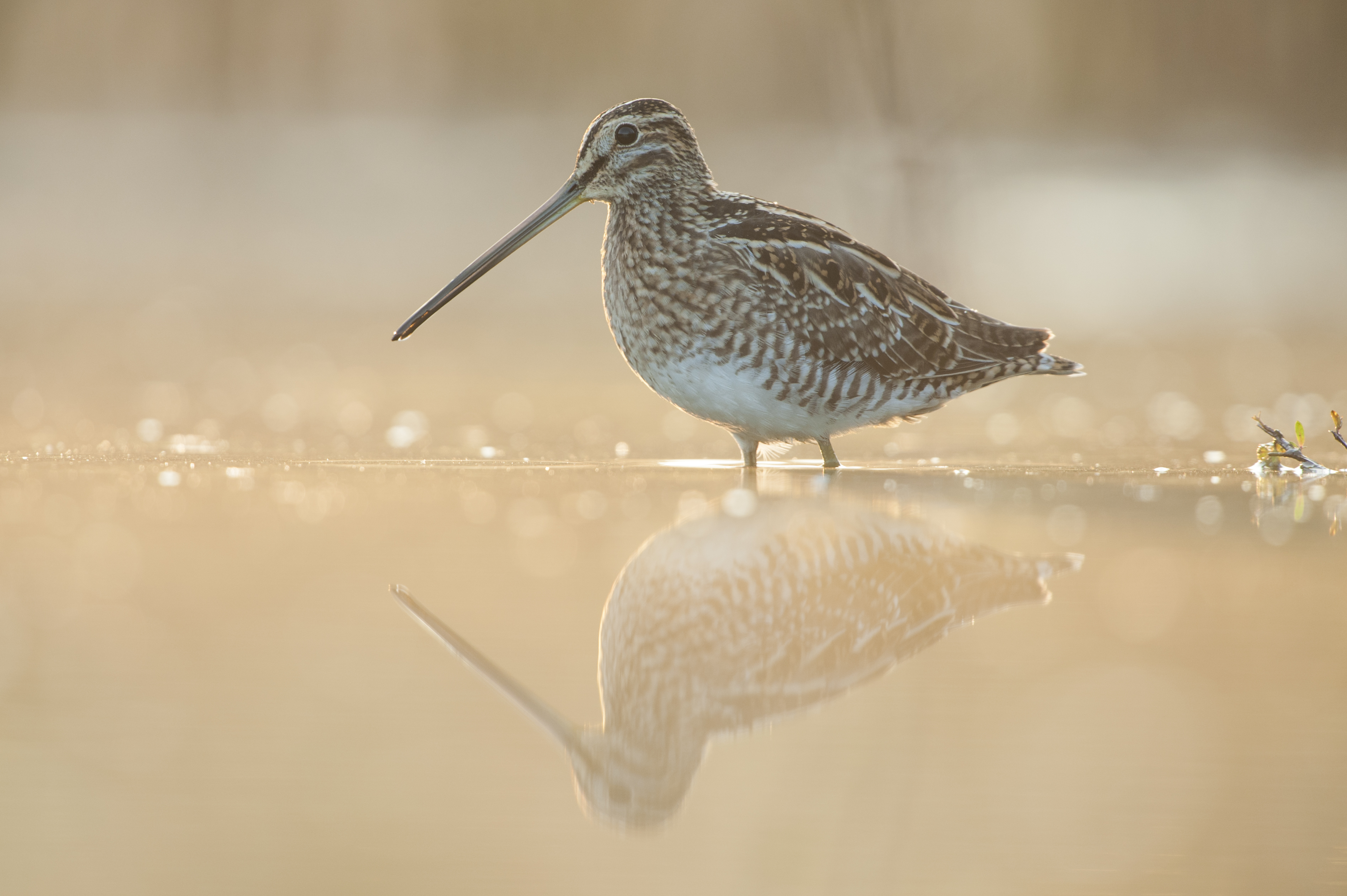 Watersnip - foto: Wim Dirckx
