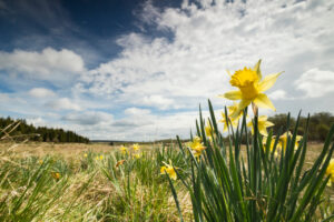 Wilde narcis in de venen - foto: Bob Luijks