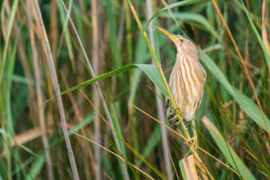 Woudaap – foto: Tom Linster